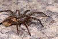 La Lycose tarentuline ou Tarentule radie ou Fausse tarentule ou encore Hogna raye. Une femelle (Araneae - Lycosidae - Hogna radiata)